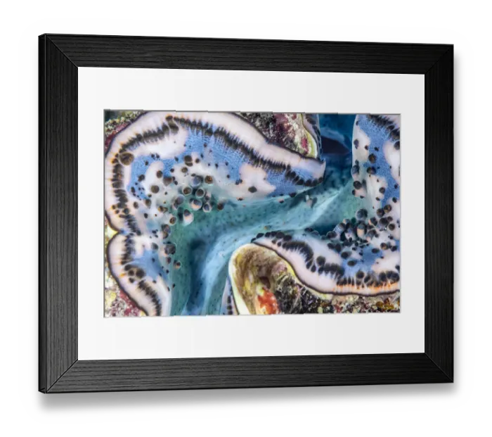 Framed Print : Giant clam (Tridacna gigas) mantle detail, Red Sea, Egypt