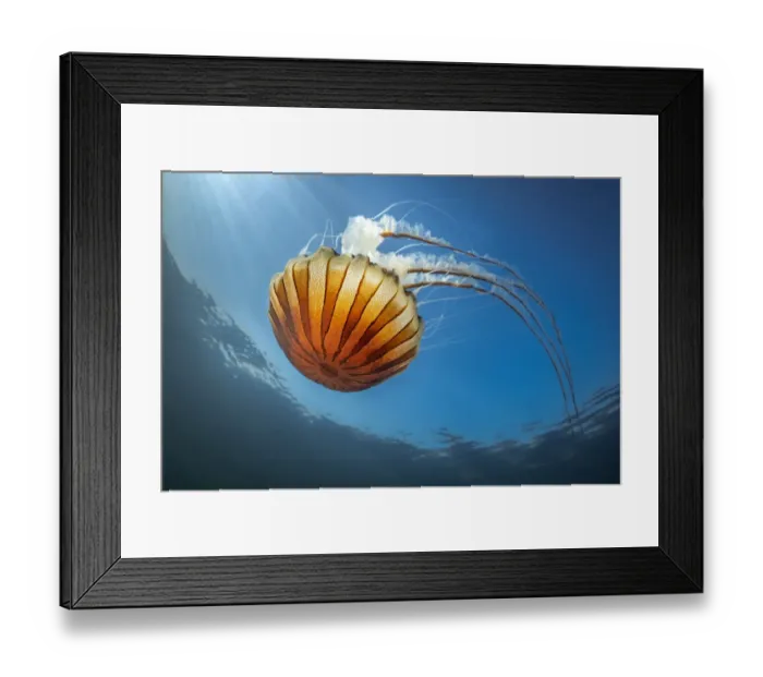 Framed Print : Compass jellyfish (Chrysaora hysoscella) feeding on plankton near surface, Falmouth, English Channel, Cornwall, UK. July