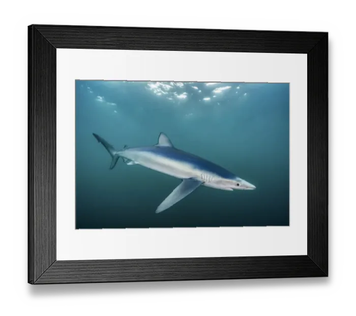 Framed Print : Blue shark (Prionace glauca) portrait, Penzance, Cornwall, Atlantic Ocean, UK. September