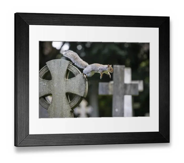 Framed Print : Grey squirrel (Sciurus carolinensis) jumping between gravestones in a churchyard, near Bristol, UK. October Framed Print : Grey squirrel (Sciurus carolinensis) jumping between gravestones in a churchyard, near Bristol, UK. October