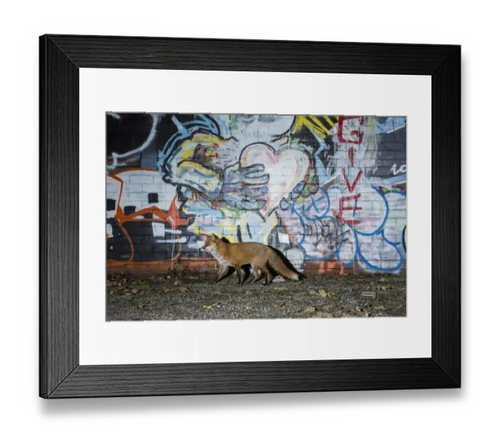 Framed Print : Fox (Vulpes vulpes), walking past a graffiti covered wall at night, Bristol, UK. October Framed Print : Fox (Vulpes vulpes), walking past a graffiti covered wall at night, Bristol, UK. October