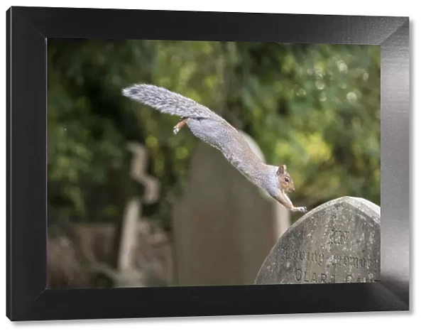 Grey squirrel (Sciurus carolinensis) leaping onto a gravestones in a churchyard, near Bristol, UK. October