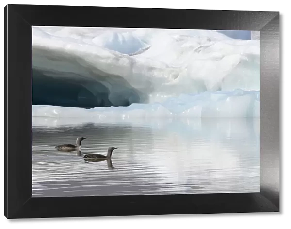 Two Red-throated divers (Gavia stellata) in summer plumage, swimming on lagoon with glacier in background, Fjallsarlon Glacier Lagoon, Iceland. July