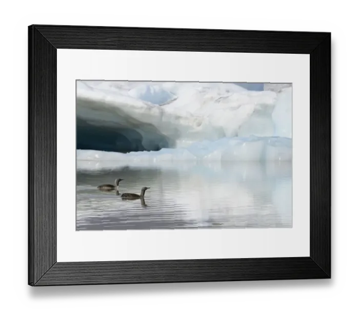 Framed Print : Two Red-throated divers (Gavia stellata) in summer plumage, swimming on lagoon with glacier in background, Fjallsarlon Glacier Lagoon, Iceland. July Framed Print : Two Red-throated divers (Gavia stellata) in summer plumage, swimming on lagoon with glacier in background, Fjallsarlon Glacier Lagoon, Iceland. July