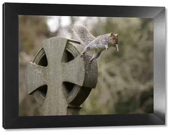 Grey squirrel (Sciurus carolinensis) leaping off a gravestone in a churchyard, near Bristol, UK. November