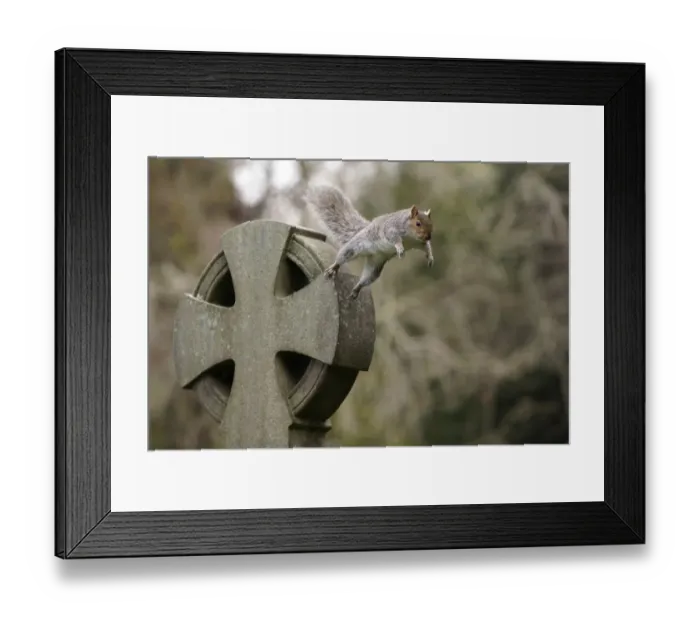 Framed Print : Grey squirrel (Sciurus carolinensis) leaping off a gravestone in a churchyard, near Bristol, UK. November Framed Print : Grey squirrel (Sciurus carolinensis) leaping off a gravestone in a churchyard, near Bristol, UK. November