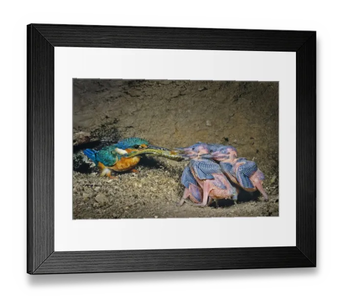 Framed Print : Male Kingfisher (Alcedo atthis) feeding chicks, aged 9 days, with a large fish in artificial nest, Italy