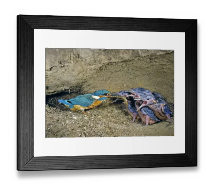 Framed Print : Male Kingfisher (Alcedo atthis) feeding chicks, aged 16 days, in artificial nest, Italy Framed Print : Male Kingfisher (Alcedo atthis) feeding chicks, aged 16 days, in artificial nest, Italy
