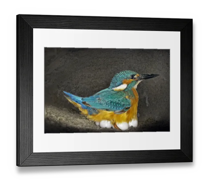 Framed Print : Male Kingfisher (Alcedo atthis) sitting on eggs for his brooding period in an artificial nest, Italy Framed Print : Male Kingfisher (Alcedo atthis) sitting on eggs for his brooding period in an artificial nest, Italy