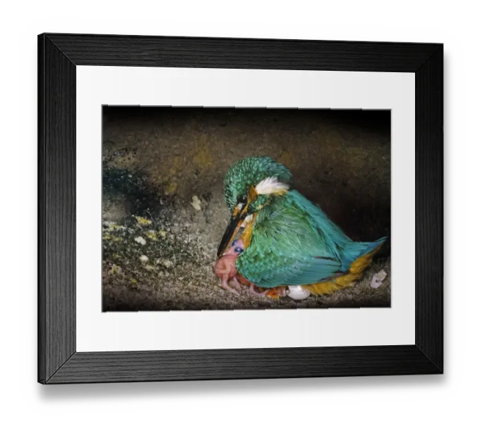 Framed Print : Female Kingfisher (Alcedo atthis) covering chicks, aged one day, with her wings in an artificial nest, Italy