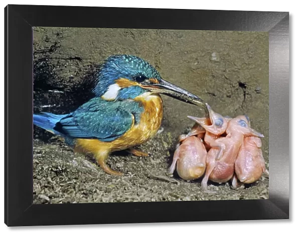 Male Kingfisher (Alcedo atthis) feeding his chicks, aged 5 days, in artificial nest, Italy