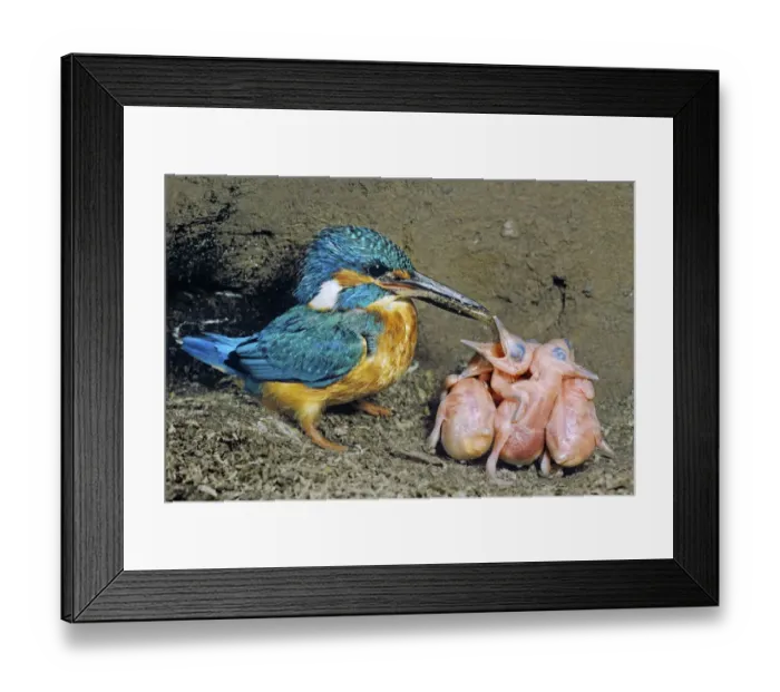 Framed Print : Male Kingfisher (Alcedo atthis) feeding his chicks, aged 5 days, in artificial nest, Italy