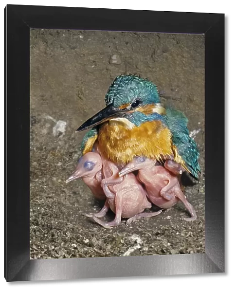 Female Kingfisher (Alcedo atthis) covering and protecting her chicks, aged 5 days, in an artificial nest, Italy