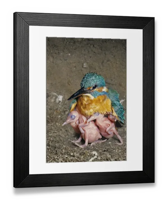 Framed Print : Female Kingfisher (Alcedo atthis) covering and protecting her chicks, aged 5 days, in an artificial nest, Italy Framed Print : Female Kingfisher (Alcedo atthis) covering and protecting her chicks, aged 5 days, in an artificial nest, Italy