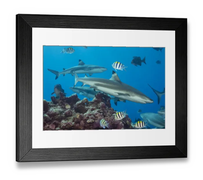 Framed Print : Blacktip reef sharks (Carcharhinus melanopterus) circling the reef surrounded by various reef fish, Yap, Micronesia, Pacific Ocean Framed Print : Blacktip reef sharks (Carcharhinus melanopterus) circling the reef surrounded by various reef fish, Yap, Micronesia, Pacific Ocean