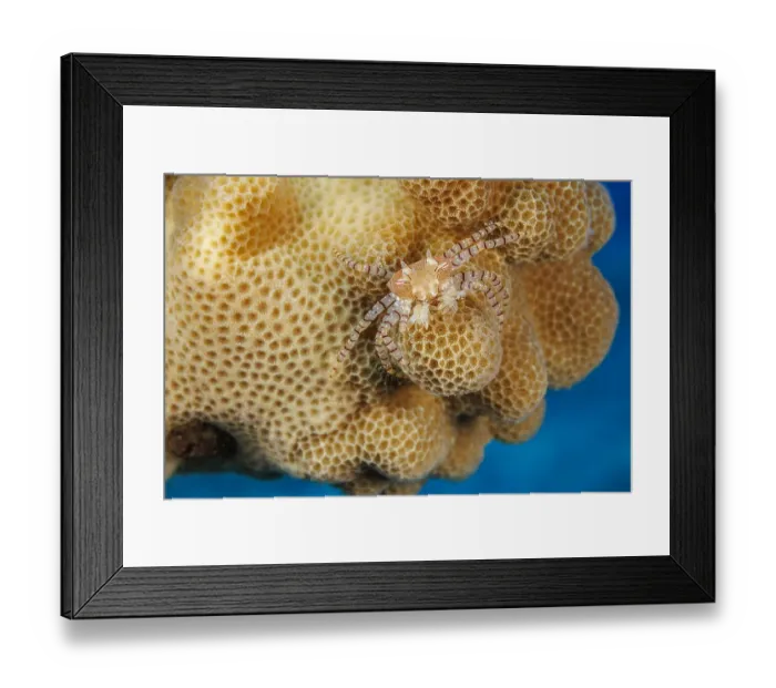 Framed Print : An endemic Hawaiian pom-pom crab / Boxer crab (Lybia edmondsoni) carrying a juvenile Anemone (Triactis producta) in its claws as a defense mechanism. A mutualistic symbiosis, with the anemone being transported around Framed Print : An endemic Hawaiian pom-pom crab / Boxer crab (Lybia edmondsoni) carrying a juvenile Anemone (Triactis producta) in its claws as a defense mechanism. A mutualistic symbiosis, with the anemone being transported around