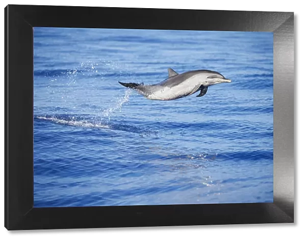 Pantropical spotted dolphin (Stenella attenuata), juvenile, leaping out of the ocean, Hawaii, Pacific Ocean