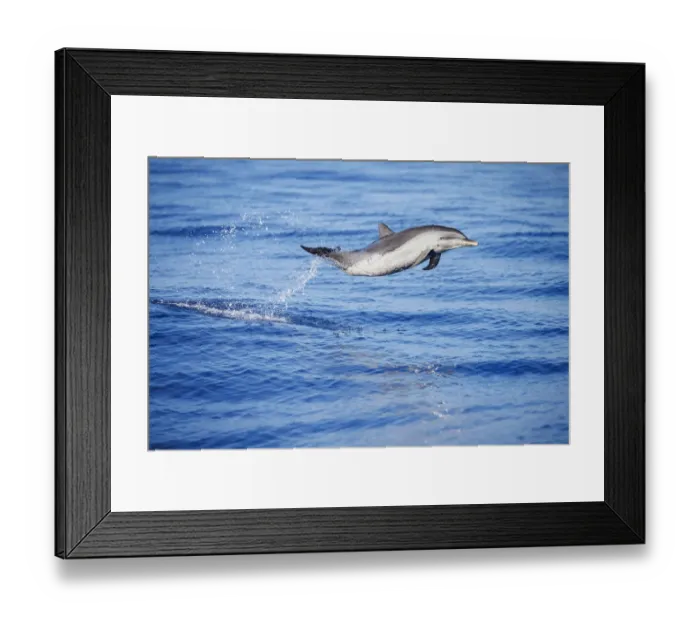 Framed Print : Pantropical spotted dolphin (Stenella attenuata), juvenile, leaping out of the ocean, Hawaii, Pacific Ocean Framed Print : Pantropical spotted dolphin (Stenella attenuata), juvenile, leaping out of the ocean, Hawaii, Pacific Ocean
