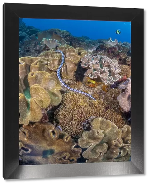 A venomous Banded sea krait  /  Yellow-lipped sea krait (Laticauda colubrina) swimming over a coral reef, Nusa Penida, Bali, Indonesia, Pacific Ocean