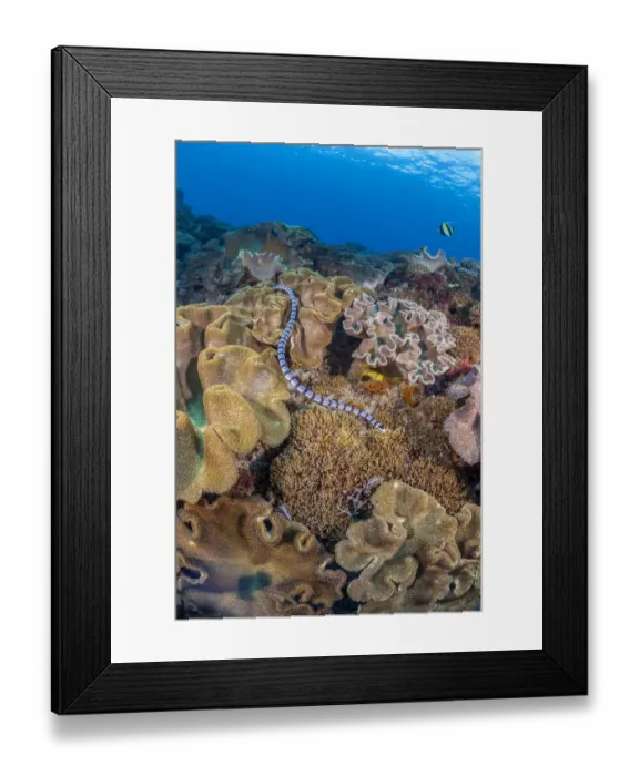 Framed Print : A venomous Banded sea krait / Yellow-lipped sea krait (Laticauda colubrina) swimming over a coral reef, Nusa Penida, Bali, Indonesia, Pacific Ocean Framed Print : A venomous Banded sea krait / Yellow-lipped sea krait (Laticauda colubrina) swimming over a coral reef, Nusa Penida, Bali, Indonesia, Pacific Ocean