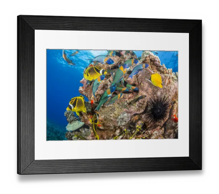 Framed Print : Raccoon butterflyfish (Chaetodon lunula), endemic Saddle wrasse (Thalassoma duperrey) and Sea urchin (Diadema sp. ) on reef, Lanai, Hawaii, Pacific Ocean Framed Print : Raccoon butterflyfish (Chaetodon lunula), endemic Saddle wrasse (Thalassoma duperrey) and Sea urchin (Diadema sp. ) on reef, Lanai, Hawaii, Pacific Ocean