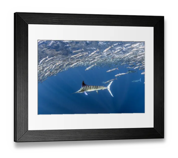 Framed Print : Striped marlin (Tetrapturus audax) feeding on Sardine bait ball (Sardinops sagax). West Coast of Baja California Peninsula, Mexico. Pacific Ocean Framed Print : Striped marlin (Tetrapturus audax) feeding on Sardine bait ball (Sardinops sagax). West Coast of Baja California Peninsula, Mexico. Pacific Ocean