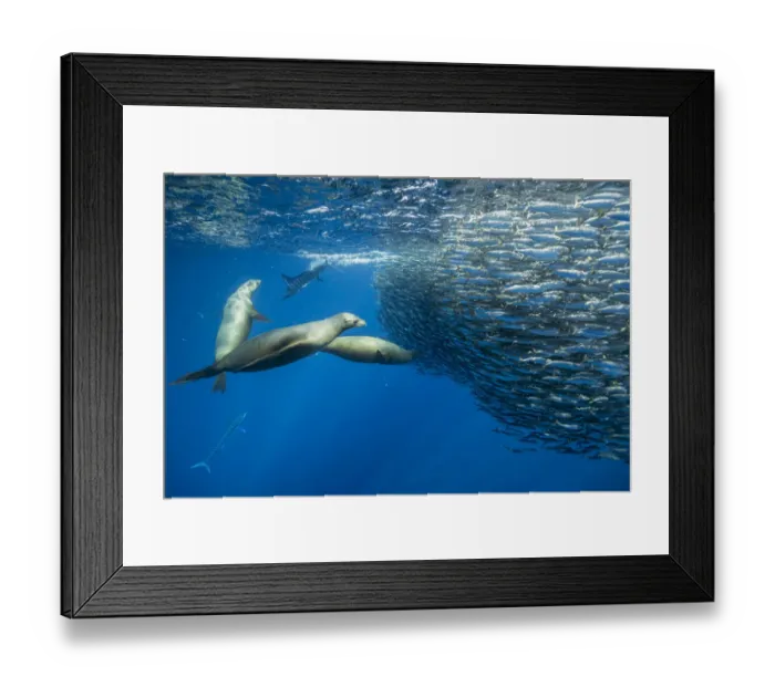 Framed Print : California sea lion (Zalophus californianus) feeding on Sardine bait ball (Sardinops sagax). West Coast of Baja California Peninsula, Mexico. Pacific Ocean Framed Print : California sea lion (Zalophus californianus) feeding on Sardine bait ball (Sardinops sagax). West Coast of Baja California Peninsula, Mexico. Pacific Ocean