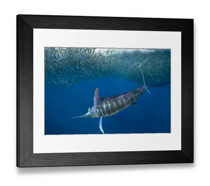 Framed Print : Striped marlin (Tetrapturus audax) feeding on Sardine bait ball (Sardinops sagax). West Coast of Baja California Peninsula, Mexico. Pacific Ocean Framed Print : Striped marlin (Tetrapturus audax) feeding on Sardine bait ball (Sardinops sagax). West Coast of Baja California Peninsula, Mexico. Pacific Ocean