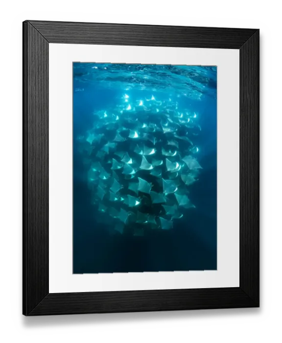 Framed Print : Large school of Munks devil rays (Mobula munkiana) aggregating. West Coast of Baja California Peninsula, Mexico. Pacific Ocean