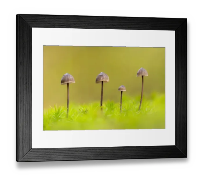 Framed Print : RF - Group of four Mycena toadstools on mossy stump. The New Forest, Hampshire, UK. October. (This image may be licensed either as rights managed or royalty free) Framed Print : RF - Group of four Mycena toadstools on mossy stump. The New Forest, Hampshire, UK. October. (This image may be licensed either as rights managed or royalty free)