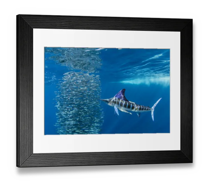Framed Print : Striped marlin (Tetrapturus audax) feeding on Sardine bait ball (Sardinops sagax). West Coast of Baja California Peninsula, Mexico. Pacific Ocean Framed Print : Striped marlin (Tetrapturus audax) feeding on Sardine bait ball (Sardinops sagax). West Coast of Baja California Peninsula, Mexico. Pacific Ocean