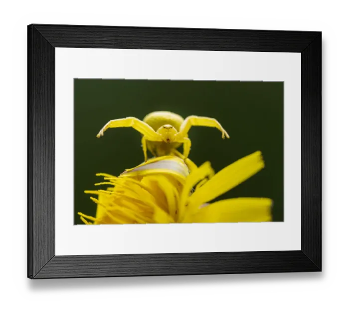 Framed Print : Golden-rod crab spider (Misumena vatia) resting on Rough hawkbit flower (Leontodon hispidus) while in hunting pose. Meeth Quarry nature reserve, Devon, UK. June Framed Print : Golden-rod crab spider (Misumena vatia) resting on Rough hawkbit flower (Leontodon hispidus) while in hunting pose. Meeth Quarry nature reserve, Devon, UK. June