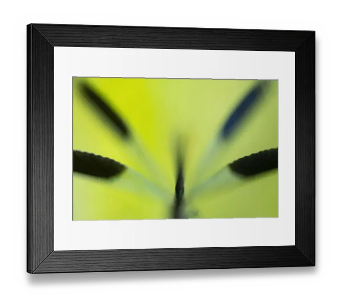 Framed Print : Soft focus close up of male Banded demoiselle damselfly (Calopteryx splendens) body and wings, roosting among grasses. Cornwall, UK. July Framed Print : Soft focus close up of male Banded demoiselle damselfly (Calopteryx splendens) body and wings, roosting among grasses. Cornwall, UK. July