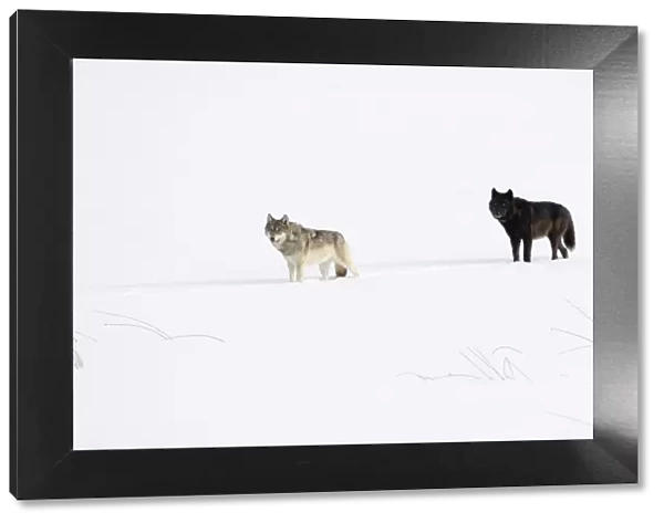 Two Wolves (Canis lupus) standing in deep winter snow, Yellowstone National Park, USA. January