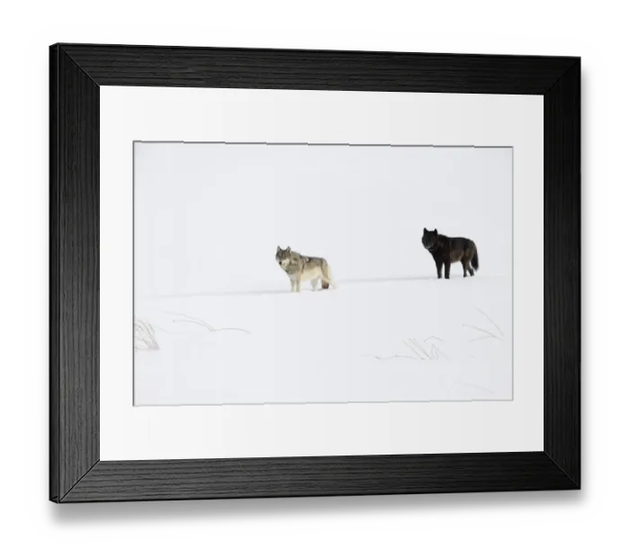 Framed Print : Two Wolves (Canis lupus) standing in deep winter snow, Yellowstone National Park, USA. January Framed Print : Two Wolves (Canis lupus) standing in deep winter snow, Yellowstone National Park, USA. January