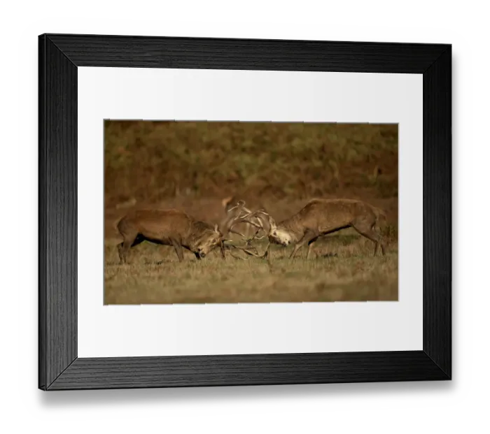 Framed Print : Two Red deer (Cervus elaphus) stags fighting, Bradgate Park, Leicestershire, UK. October Framed Print : Two Red deer (Cervus elaphus) stags fighting, Bradgate Park, Leicestershire, UK. October