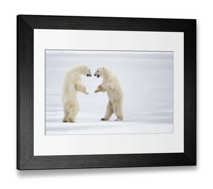 Framed Print : Two male Polar bears (Ursus maritimus) standing on hind legs, sparring, Churchill, Canada. November Framed Print : Two male Polar bears (Ursus maritimus) standing on hind legs, sparring, Churchill, Canada. November