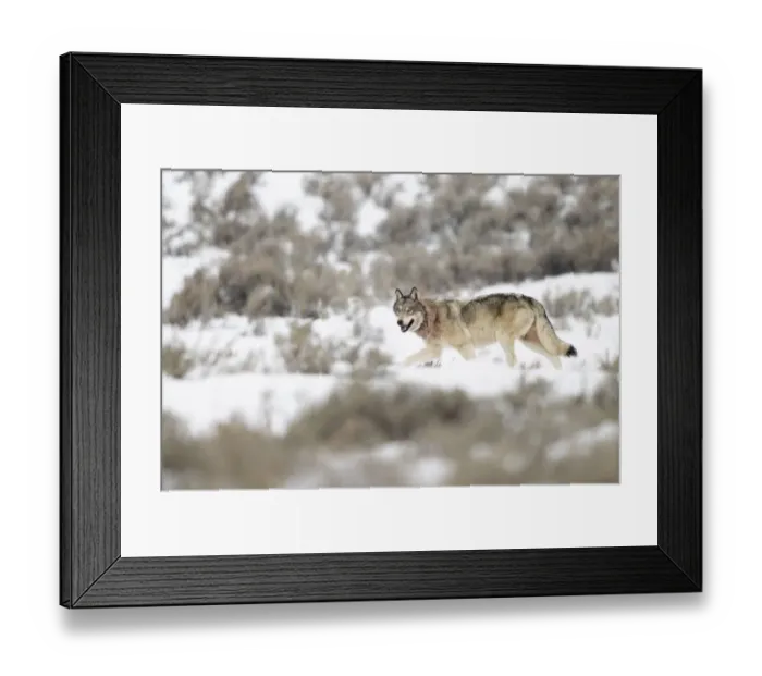 Framed Print : Wolf (Canis lupus) walking in snow, Yellowstone National Park, USA. January Framed Print : Wolf (Canis lupus) walking in snow, Yellowstone National Park, USA. January