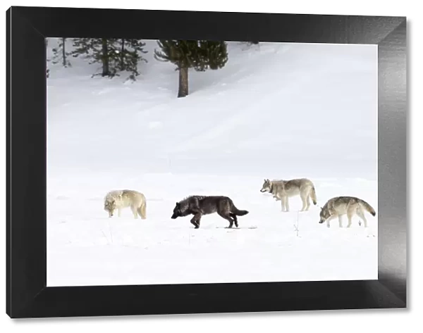 Four Wolves (Canis lupus) walking in snow, Yellowstone National Park, USA. January