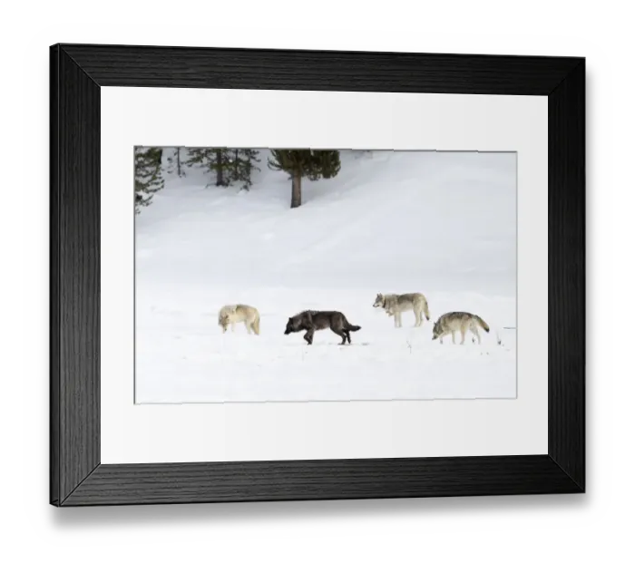 Framed Print : Four Wolves (Canis lupus) walking in snow, Yellowstone National Park, USA. January Framed Print : Four Wolves (Canis lupus) walking in snow, Yellowstone National Park, USA. January
