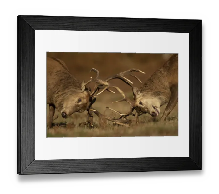 Framed Print : Two Red deer (Cervus elaphus) stags fighting, head to head, Bradgate Park, Leicestershire, UK. October Framed Print : Two Red deer (Cervus elaphus) stags fighting, head to head, Bradgate Park, Leicestershire, UK. October