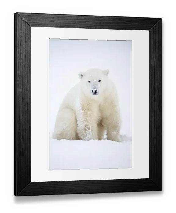Framed Print : Polar bear (Ursus maritimus) sitting in snow during a blizzard, Churchill, Canada. November Framed Print : Polar bear (Ursus maritimus) sitting in snow during a blizzard, Churchill, Canada. November