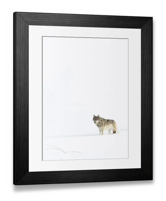 Framed Print : Wolf (Canis lupus) standing in snow, Yellowstone National Park, USA. January Framed Print : Wolf (Canis lupus) standing in snow, Yellowstone National Park, USA. January