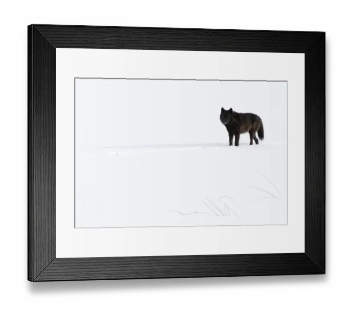 Framed Print : Wolf (Canis lupus) standing in snow, Yellowstone National Park, USA. January