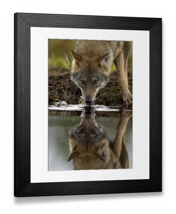 Framed Print : Wolf (Canis lupus) drinking water from lake, with reflection, Finland. September Framed Print : Wolf (Canis lupus) drinking water from lake, with reflection, Finland. September
