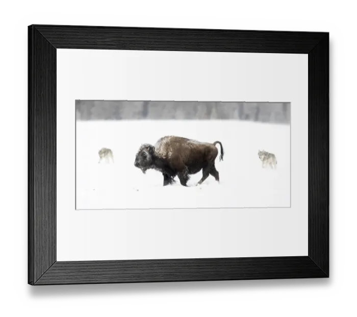Framed Print : Bison (Bison bison) being circled by wolves (Canis lupus) hunting in snow, Yellowstone National Park, USA. January Framed Print : Bison (Bison bison) being circled by wolves (Canis lupus) hunting in snow, Yellowstone National Park, USA. January