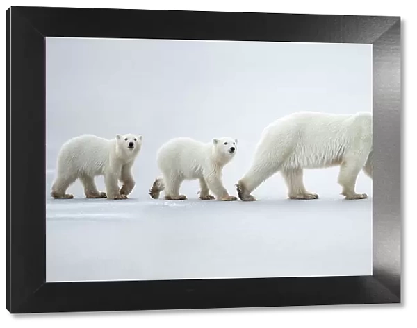 Female polar bear (Ursus maritimus) with two cubs walking in a line across snow, Churchill, Canada. November