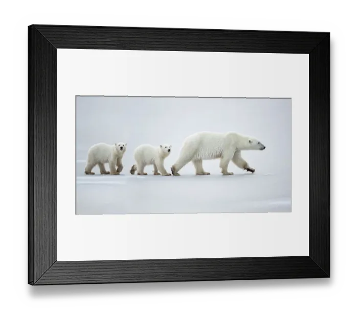 Framed Print : Female polar bear (Ursus maritimus) with two cubs walking in a line across snow, Churchill, Canada. November Framed Print : Female polar bear (Ursus maritimus) with two cubs walking in a line across snow, Churchill, Canada. November