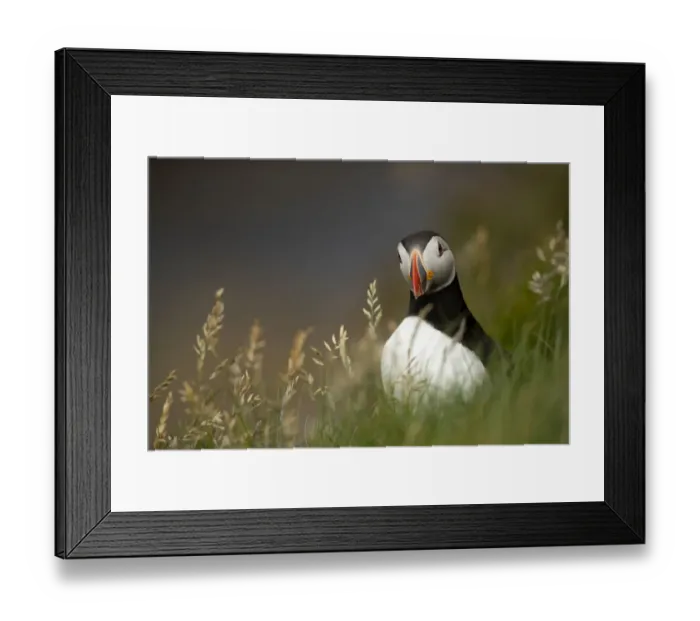 Framed Print : Puffin (Fratercula arctica) standing in grass, portrait, Shetland Islands, Scotland, UK. June Framed Print : Puffin (Fratercula arctica) standing in grass, portrait, Shetland Islands, Scotland, UK. June