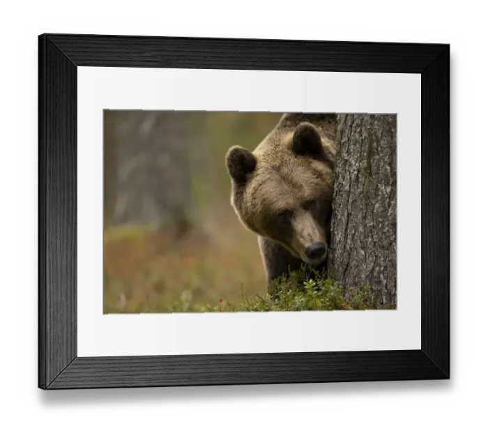 Framed Print : Brown bear (Ursus arctos) peering out from behind a tree, Finland. September Framed Print : Brown bear (Ursus arctos) peering out from behind a tree, Finland. September